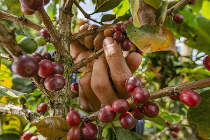 Culesul cafelei pe o plantatie